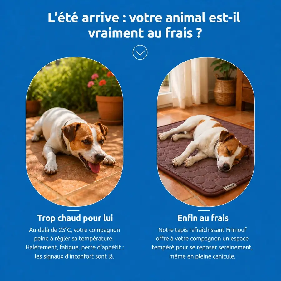 Animal cherchant l'ombre pendant une journée de forte chaleur en été