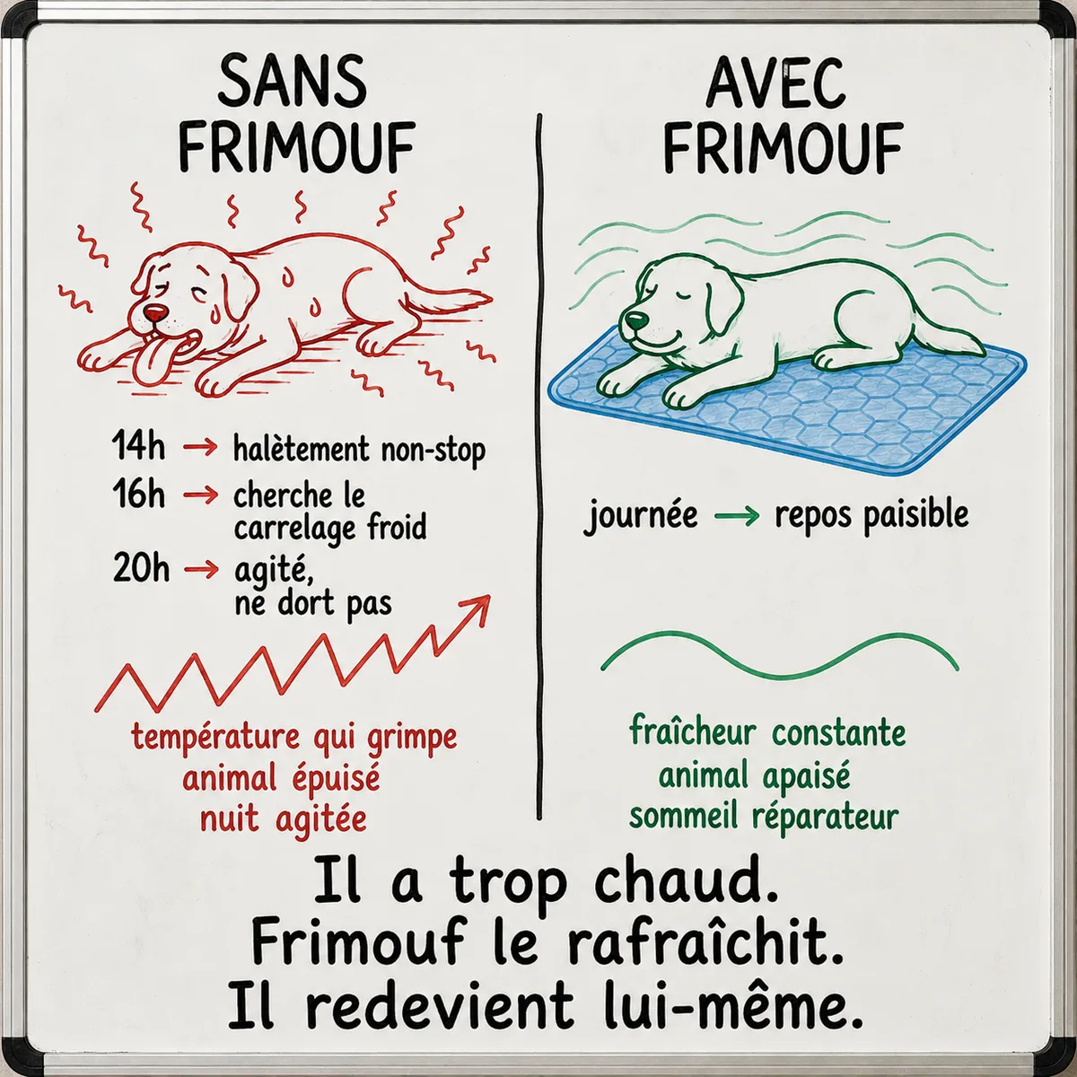 Tableau blanc annoté au feutre : à gauche, un chien dessiné en rouge, couché et haletant sous des vagues de chaleur ; à droite, le même chien dessiné en vert, allongé sur un tapis rafraîchissant bleu, avec deux courbes comparées en dessous