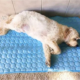 Chien blanc allongé sur le tapis rafraîchissant bleu