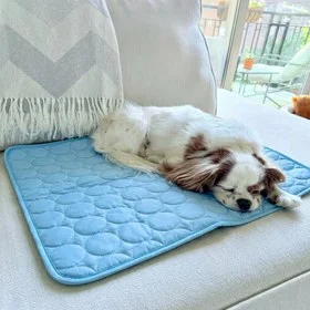 Cavalier King Charles endormi sur le tapis rafraîchissant bleu posé sur un canapé
