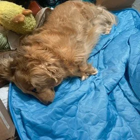 Golden retriever couché sur le tapis rafraîchissant bleu