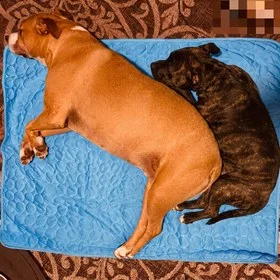 Deux chiens partageant le même tapis rafraîchissant bleu