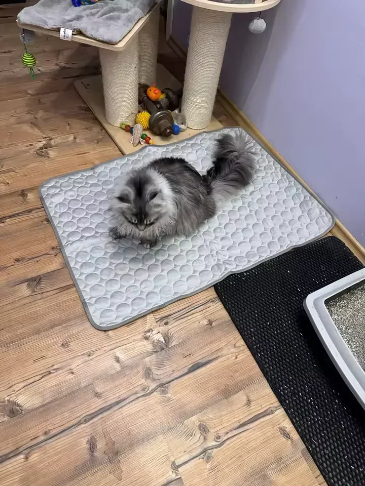 Chat argenté à poil long couché sur un tapis rafraîchissant Frimouf, sur un parquet