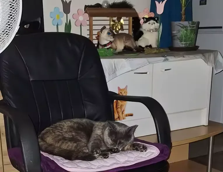 Chat gris endormi sur un tapis rafraîchissant Frimouf posé sur un fauteuil