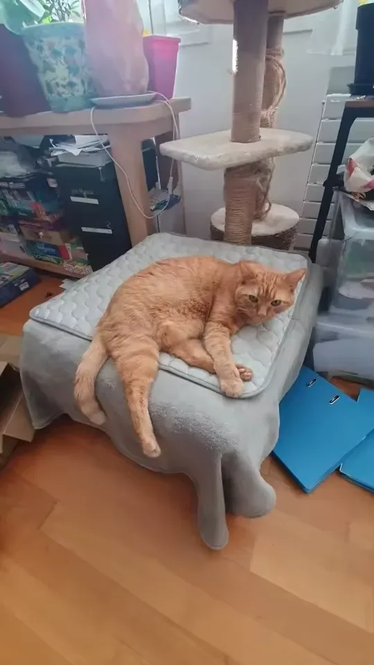 Chat roux allongé sur un tapis rafraîchissant Frimouf