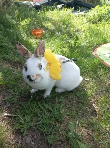 Lapin installé sur un tapis rafraîchissant Frimouf, photo d'une acheteuse